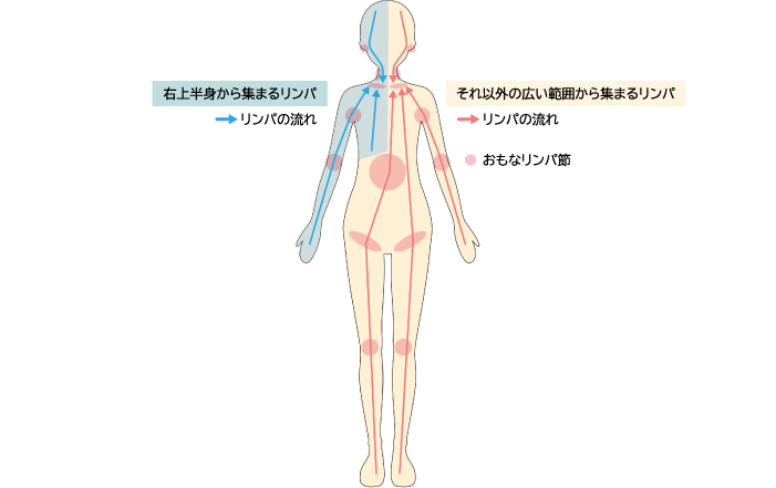 右上半身から集まるリンパと、それ以外の広い範囲から集まるリンパの流れを示した図